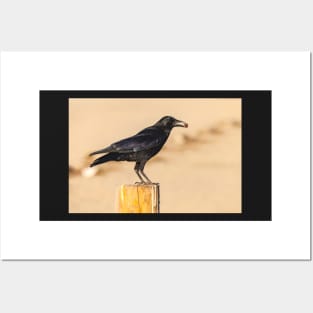 American Crow Posters and Art